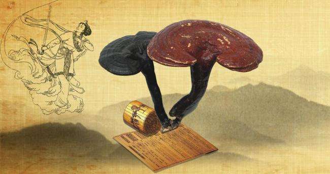 Ganoderma lucidum.jpg