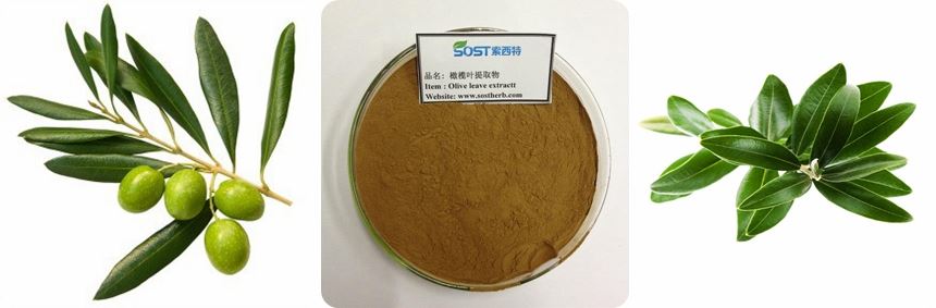 Hydroxytyrosol Olive Leaf Extract