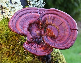 What are 9 health benefits of Reishi mushroom?